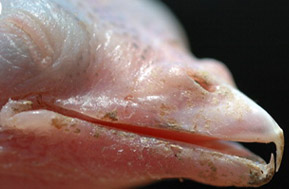 The lead chick - there is a hook on its beak which will be absorbed later. Photo from the original article
