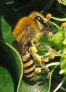 דבורי פוליאסטר, או קולט (Colletes). מתוך ויקיפדיה