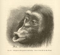 קוף שימפנזה זועף ומאוכזב מצ'ארלס דארווין. מתוך הספר "הרגשות בבני אדם ובעלי חיים (1872)