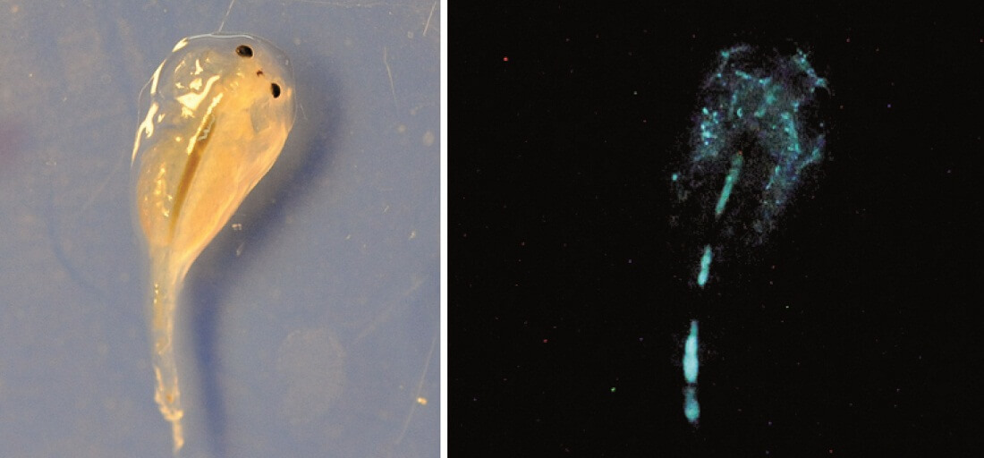 Zooplankton (a tiny marine animal) that ate luminescent bacteria (Credit: Victor Kuna).