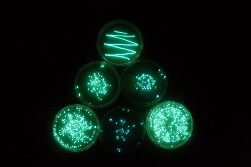 Bacteria light up in a petri dish (Credit: Victor Kuna)