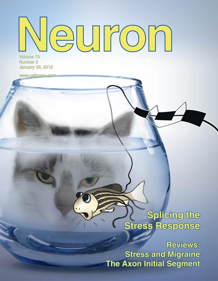 The cover of Neuron magazine from February 2012, with an article by researchers from the Weizmann Institute on the body's function in stressful situations