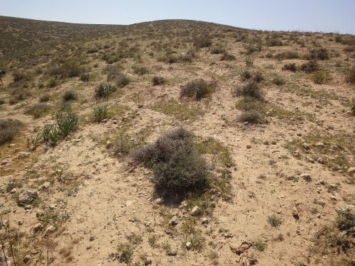 קרומי קרקע באזור גבעות גורל. צילום: שי סלע. קרומי קרקע באזור גבעות גורל. צילום: שי סלע, אוניברסיטת בן-גוריוןקרומי קרקע באזור גבעות גורל. צילום: שי סלע.