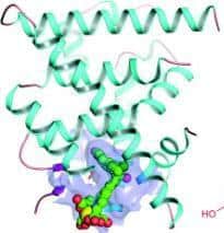 A detailed three-dimensional structure of a cluster that includes the molecular marker (bottom) and the binding site of the estrogen receptor. The saber was designed with the aim of identifying the receptor, as part of an improved method for breast cancer diagnosis and treatment