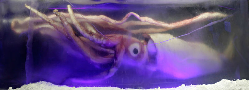 A seven-metre-long squid frozen in ice at a museum in Melbourne. From Wikipedia