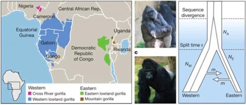 Graphic illustration from Wellcome Trust Sanger Institute research to decipher the gorilla genome