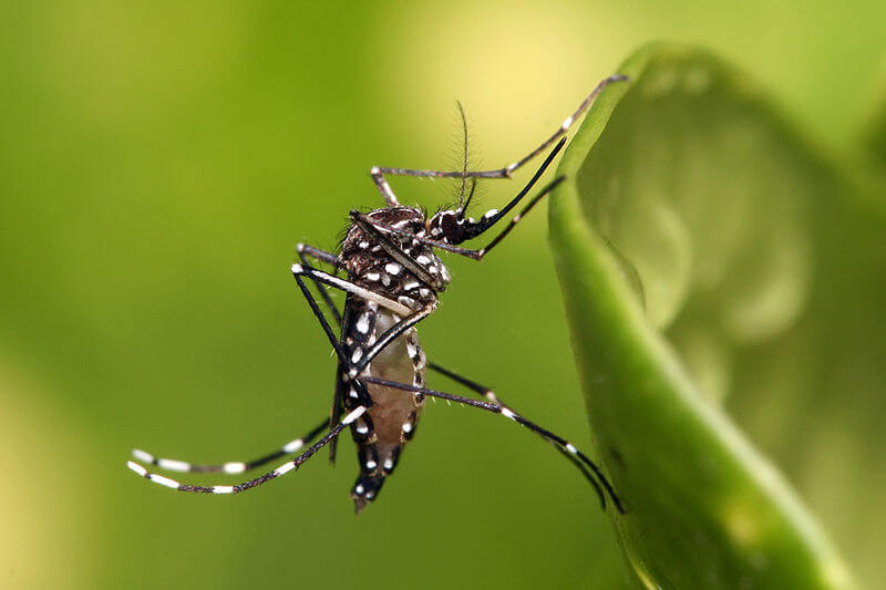 יתוש Aedes aegypti בוגר. מתוך ויקיפדיה