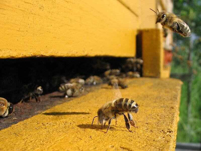 דבורי דבש נכנסות לכוורת. מתוך ויקיפדיה