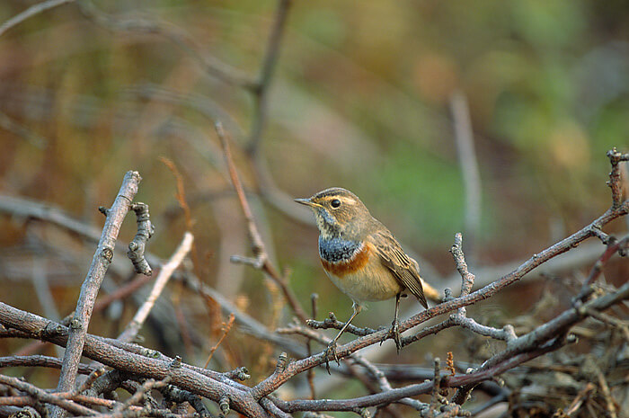 nightingale. From Wikipedia (photo by Tom Mark Szczepunk)