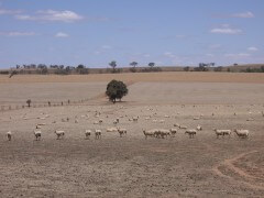 כבשים רועות באיזור ריברינה שבאוסטרליה, במהלך הבצורת של 2007. מתוך ויקיפדיה
