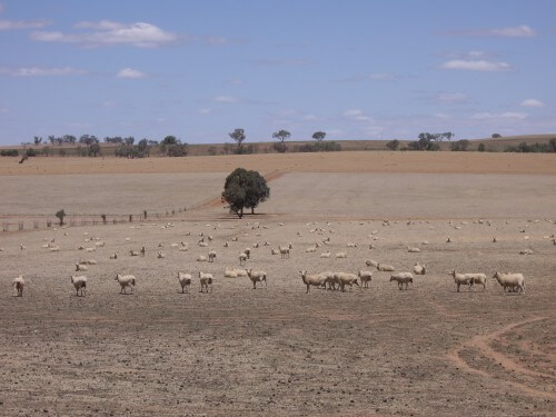 Sheep grazing in the Riverina region of Australia, during the drought of 2007. From Wikipedia