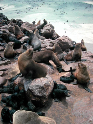 Sea bear colony Photo: Bries from Wikipedia (CC license)