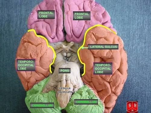 איזורי המוח השונים. מתוך ויקיפדיה. איור: Anatomist90