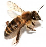דבורת דבש פועלת. קרדיט: ויקיפדיה (Mietchen)