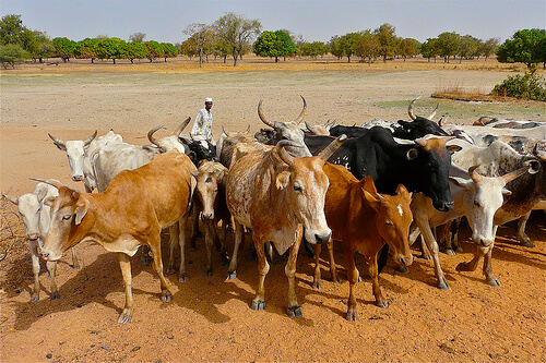 עדר פרות באדמה היבשה של בורקינה פאסו. מתוך ויקיפדיה