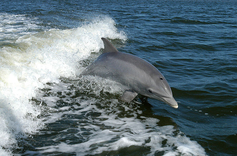common dolphin From Wikipedia