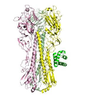 التركيب الجزيئي لبروتين فيروس الأنفلونزا الإسبانية (الهيماجلوتينين)، حيث أنه مرتبط بشكل وثيق بالبروتين (باللون الأخضر) الذي تم تطويره باستخدام الطريقة المحوسبة الجديدة