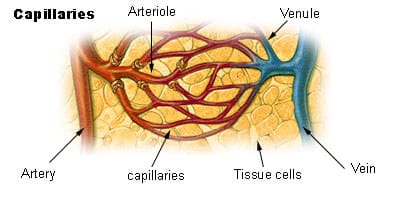 blood capillaries Figure: Wikipedia