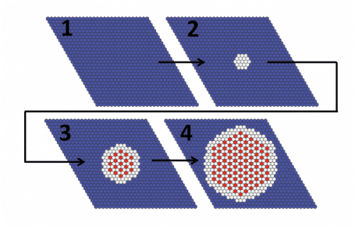 Schematic drawing of the differentiating retinal tissue in vertebrates. Blue color symbolizes cells where the 'lateral inhibition' process does not occur, red color symbolizes a cell that has differentiated into a nerve cell and white color symbolizes a cell that has not differentiated into a nerve cell but can still. The numbers and arrows indicate progress in time. Image source: Pao.