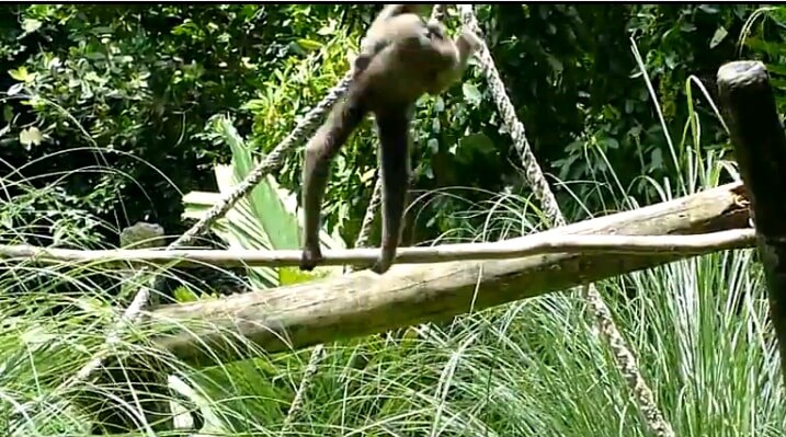 A monkey shows how easy it is to perform exercises on the tension, one of the most difficult of the apparatus gymnastics disciplines, as its human cousins ​​compete in this discipline at the London 2012 Games