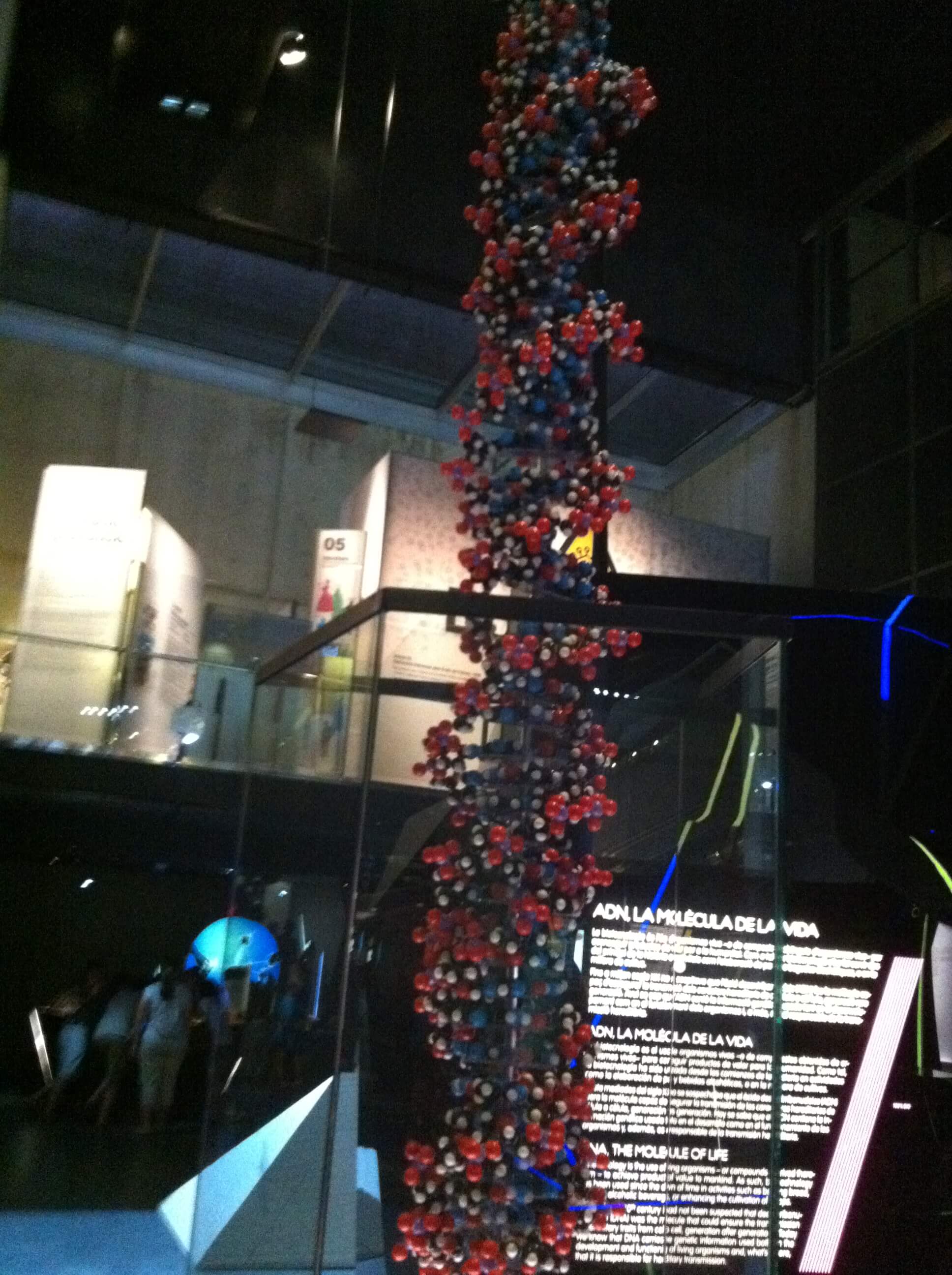 نموذج لجزيء الحمض النووي في متحف العلوم في برشلونة. الصورة: آفي بيليزوفسكي