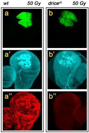 In the photo: 80-fold magnification of a developing wing in a fruit fly larva showing different aspects of apoptosis activated as a result of radioactive radiation - in a normal fly (left) and a mutant fly lacking Drice (right). In the top row: the expression area of ​​the "reporter" protein colored with green fluorescent color. In the middle row: fluorescent marking of the cutting of the "reporter" protein by the caspases after activation of apoptosis. Bottom row: fluorescent labeling of dead cells. In the normal fly many cells die after exposure to radioactive radiation, but in the fly without Drice there is almost no apoptosis