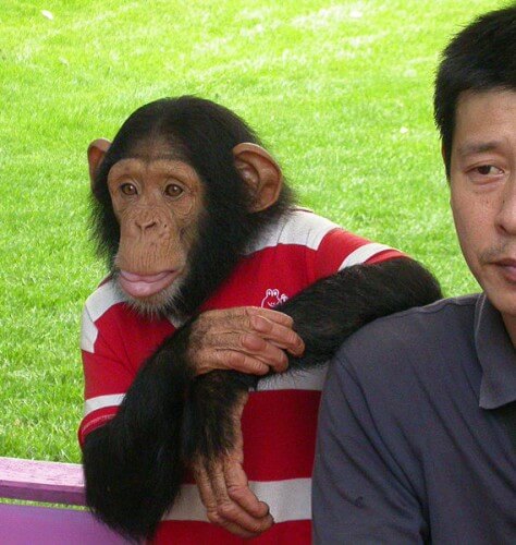 Chimpanzee and man. From Wikimedia - CC license