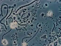 מיקרואורגניזמים שנקראים "מתאנוגנס" methanogens - חיידקים שהופכים את דו תחמוצת הפחמן למתאן בעצים שנפגעו מהם