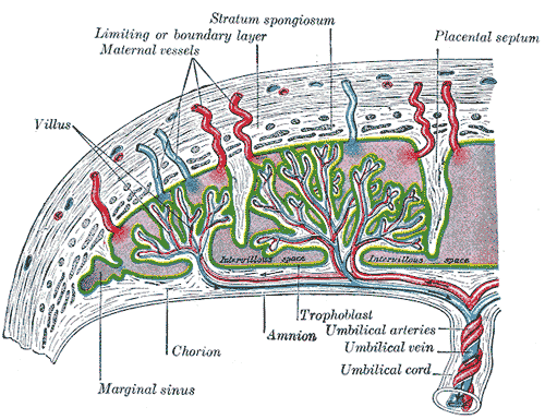 Cross section of placenta. From Wikipedia