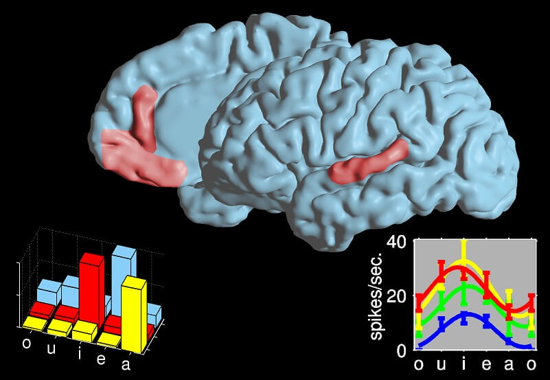 בתמונה: שני אזורי-השפה, בהם נחקרו תגובות התאים בזמן דיבור.  הגרפים מציגים קוד סלקטיבי לתנועות באזור באונה המצחית וקוד לא סלקטיבי באזור באונה הרקתית (כל צבע מייצג נוירון).