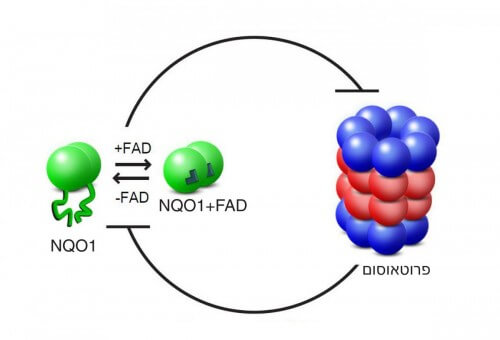 يعتمد التفاعل بين البروتيزوم وNQO1 على التثبيط المتبادل: حيث يقوم البروتيزوم بتكسير إنزيمات NQO1 غير المهيكلة (التي لا ترتبط بـ FAD)، في حين أن الإنزيم، عندما يرتبط بـ FAD، يمنع البروتيزوم من تحطيم البروتينات الأخرى - بما في ذلك البروتينات نفسها.