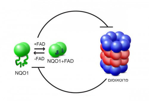  יחסי הגומלין בין הפרוטאוסום לבין NQO1 מבוססים על עיכוב הדדי: הפרוטאוסום מפרק אנזימי NQO1 חסרי מבנה (שאינם קשורים ל-FAD), ואילו האנזים, כשהוא קשור ל-FAD, מונע מהפרוטאוסום לפרק חלבונים אחרים – כולל אותו עצמו