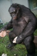 קנזי קוף הבונובו מכין כלי אבן. צילום: Elizabeth Rubert-Pugh - Great Ape Trust of Iowa/Bonobo Hope Sanctuary