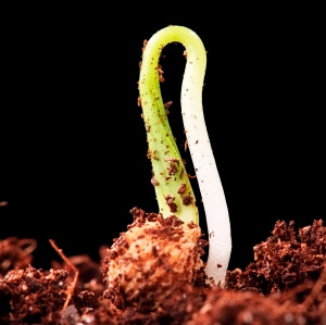germination. Photo: Weizmann Institute