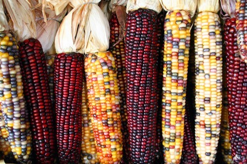 genetically modified corn. From Wikipedia
