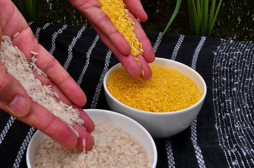 الأرز المعدل وراثيا. لا يوجد سبب للاعتقاد بأنها سامة. من ويكيبيديا