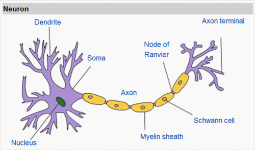 Figure 1: Typical structure of a nerve cell as uploaded to Wikipedia by Quasar Jarosz.
