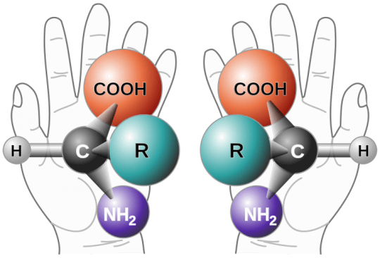 איור 2: כיראליות המודגמת על ידי ידיים ועל ידי מולקולה בתצורת יד ימין ויד שמאל. המקור לתמונה נאס"א, נלקח מויקיפדיה.