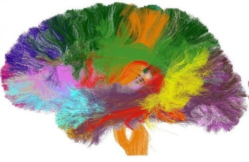 أطلس اتصال الدماغ بالمسارات العصبية (بمساهمة من باحث CONNECT دينيس ليبين وفريقه). بإذن من الدكتور يانيف عساف، جامعة تل أبيب