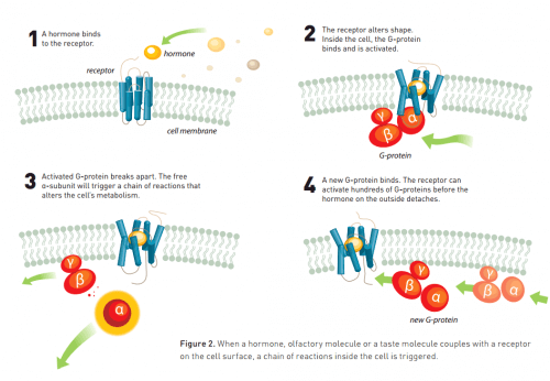 From the Nobel Prize in Chemistry presentation on the Nobel Foundation website