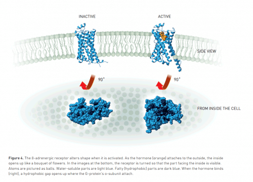 From the Nobel Prize in Chemistry presentation on the Nobel Foundation website