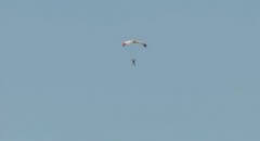 פתיחת המצנח. צילום: Red Bull Stratos.