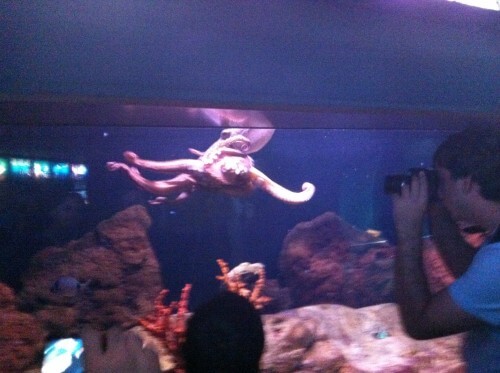 A marine creature in an aquarium in Barcelona. Photo: Avi Blizovsky