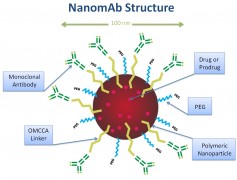 מבנה NanomAb. איור: ד"ר אושרת פרנקל