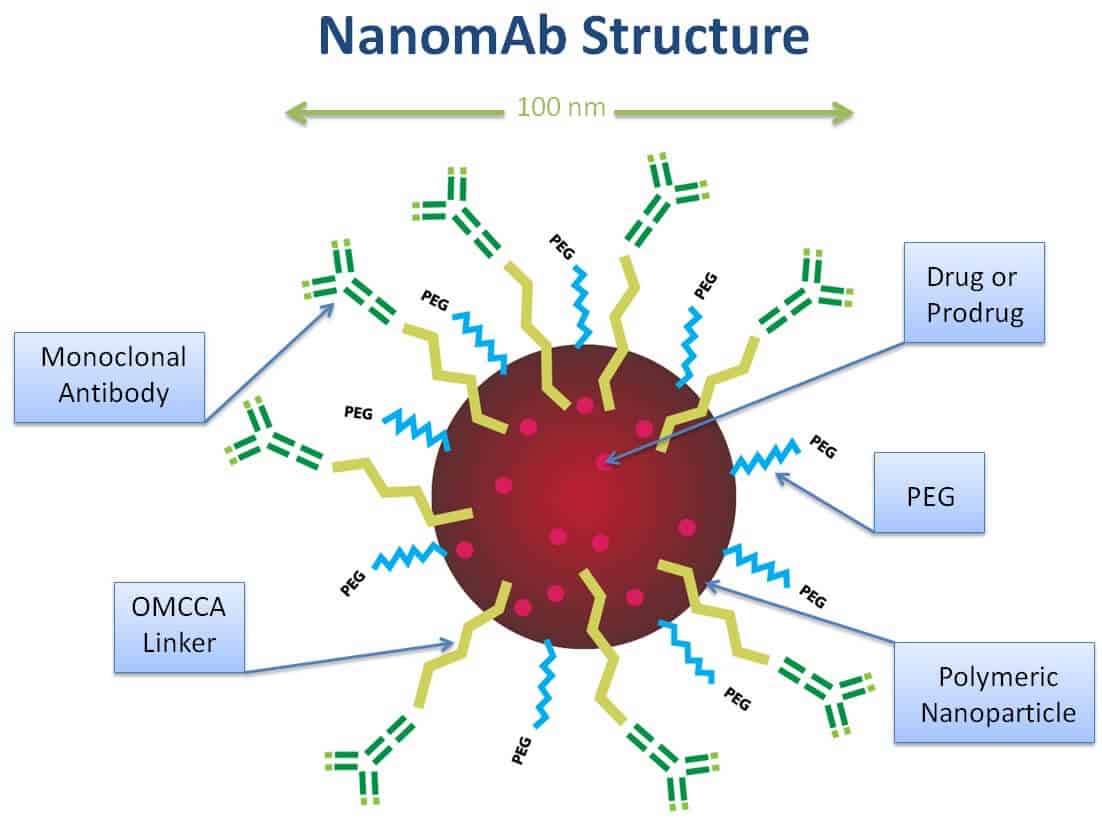 هيكل NanomAb. الرسم التوضيحي: د. أوشيرات فرانكل