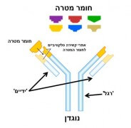 איור סכמטי 1: נוגדן, כולל שני 'ידיים' ו-'רגל' אחת. המקור לתמונה: ויקיפדיה.