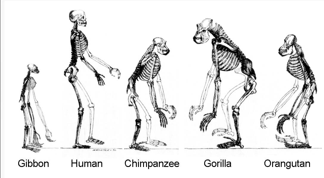 שלדים של קופי אדם. מתוך ויקיפדיה