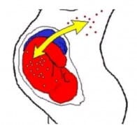 חילופי תאים בין האם לעובר. איור: סיינטיפיק אמריקן ישראל