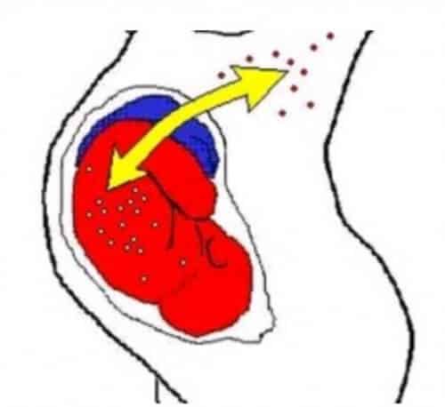 Cell exchange between mother and fetus. Illustration: Scientific American Israel