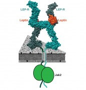 תמונה של יחסי הגומלין בין ההורמון לפטין לבין הקולטן שלו, תמונה הנגזרת בעזרת מיקרוסקופ אלקטרוני. שתי הזרועות של הקולטן הופכות קשיחות יותר בעקבות הקישור להורמון ומעבירות איתות לאנזים המכונה בשם Janus kinase.